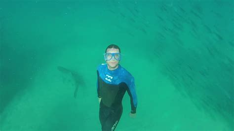 Swimming With Sharks At Bondi Gopro Footage Youtube