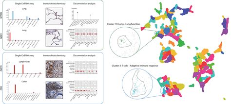 The Human Protein Atlasintegrated Omics For Single Cell Mapping Of The