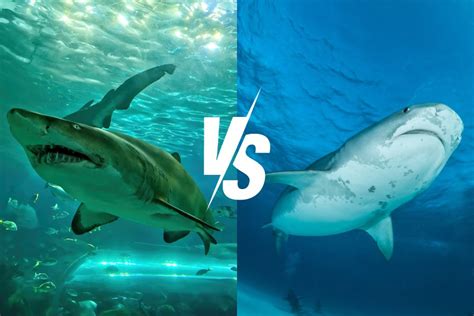 Sand Tiger Shark vs Tiger Shark: An Oceanic Duel – Ocean Action Hub