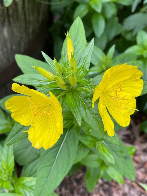 Native Plant of the Week: Sundrops