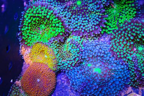 Florida Ricordea Coral Care Frag Box Corals