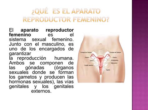 Aparato Reproductor Femenino Ppt