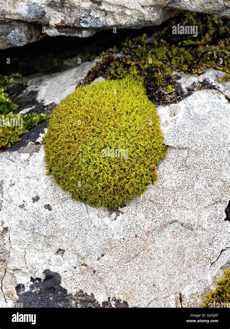 Tortella Tortuosa Moss Typically Growing As A Compact Clump On Stock