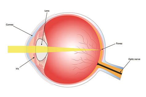 The fovea is a depression in the retina lined by cones