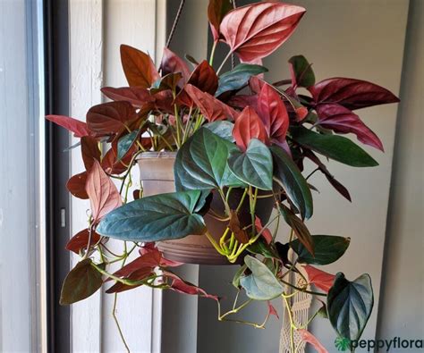 Buy Syngonium Erythrophyllum Red Arrow Peppyflora