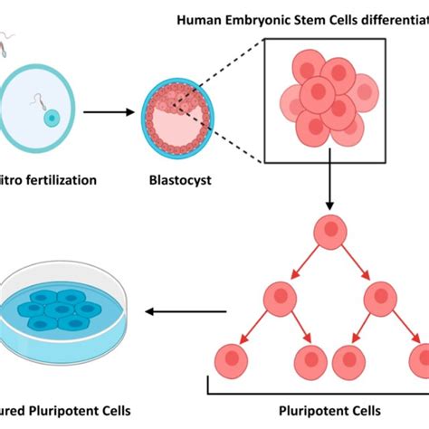 Schematic Representation Of Mesenchymal Stem Cells Mscs Download Scientific Diagram