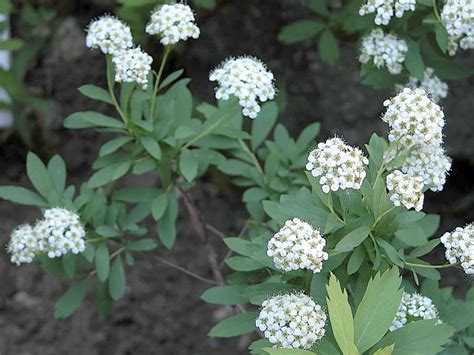 Спирея средняя (около 300 семян).