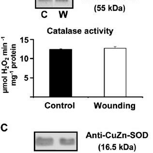 Hydrogen Peroxide Content And Antioxidant Enzymatic Activities In