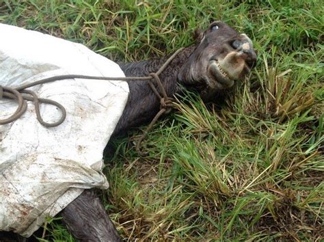 G1 Cavalo vítima de maus tratos é deixado em terreno de Piracicaba