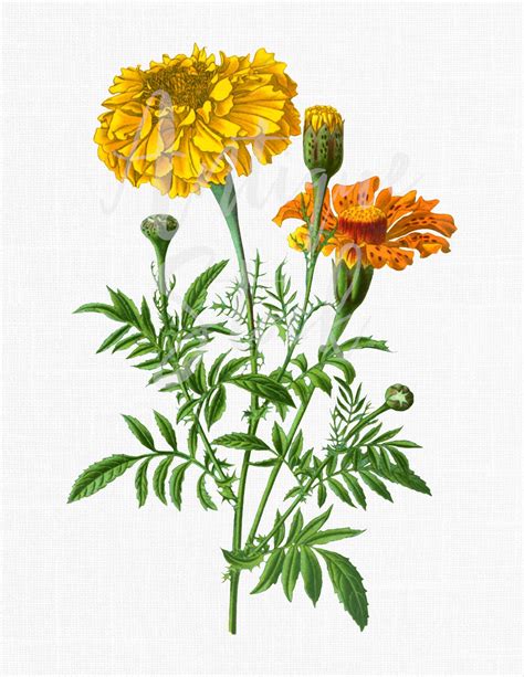 Marigold Botanical Illustration