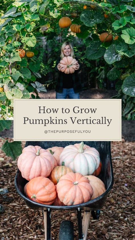 How To Grow Pumpkins Vertically The Purposeful You Tasha Medve