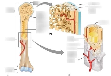 Long Bone Structure Diagram Quizlet