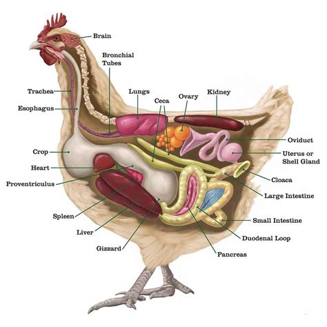 Basic Chicken Anatomy 101 | Happy Morning Farm