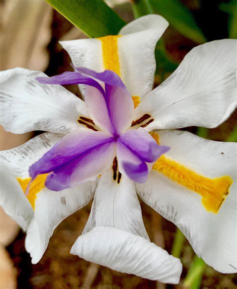 Florida Spring Flowers In January Michelle Pack Flickr