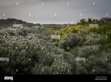 Agulhas National Park Protects Fynbos Habitat And Offers Hiking Trails