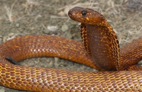 Cape Cobra Cape St Francis BioDiversity4All