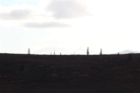 Sept Denali Savage Loop Trail Alpine Savage Trail Flickr