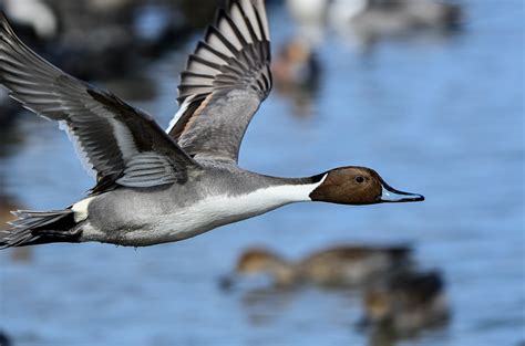 Animals Native To Michigan