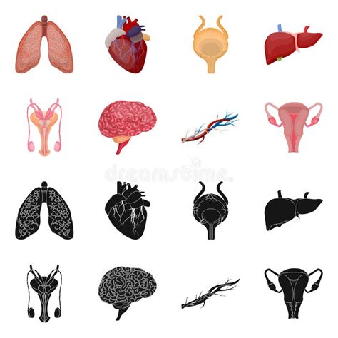 Isolated Object Of Body And Human Icon Set Of Body And Medical Vector