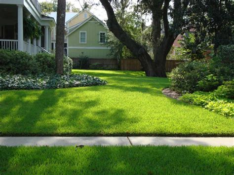 St Augustine Palmetto Vs Raleigh Turf Wars Zoysia Vs St Augustine Sod University Sod