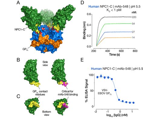 Figure S1 MAb 548 Targets The GP CL Binding Site In NPC1 Domain C