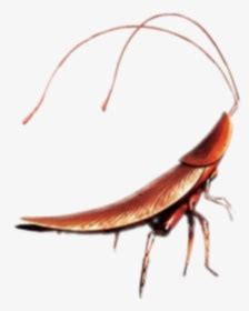 Cockroach PNG Images, Transparent Cockroach Image Download - PNGitem