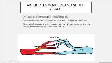 Igcse Biology Revision Syllabus 93 Blood And Lymphatic Vessels