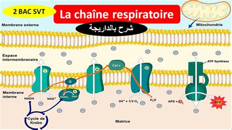 La Cha Ne Respiratoire Phosphorylation Oxydative Svt Bac Svt Biof