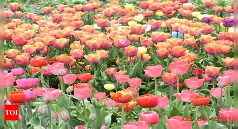 Go Dutch! Farmers make colourful splash with make-in-India tulips ...