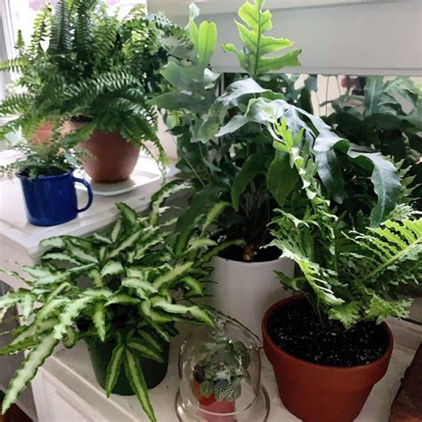 Indoor Ferns- 20+ Best Indoor Ferns With Pics