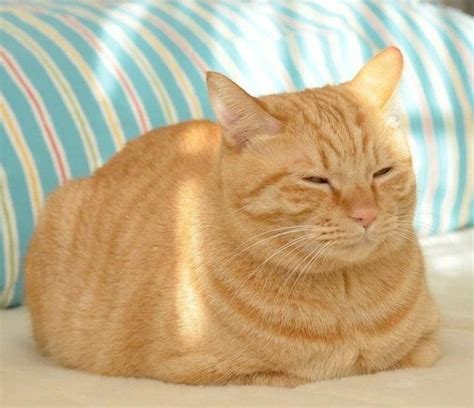 Create Meme Red Tabby British Shorthair Cat Red American Shorthair