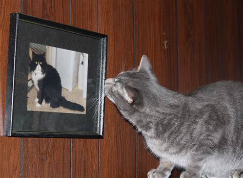 Cat Looking At Framed Photo Of Another Cat Picture Free Photograph