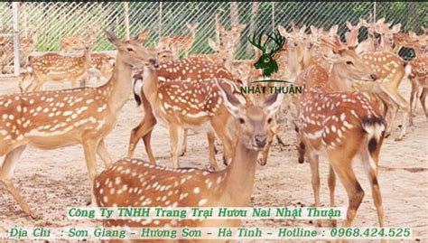 Hướng dẫn cách làm chuồng nuôi hươu lấy nhung tốt nhất - Trại Hươu ...