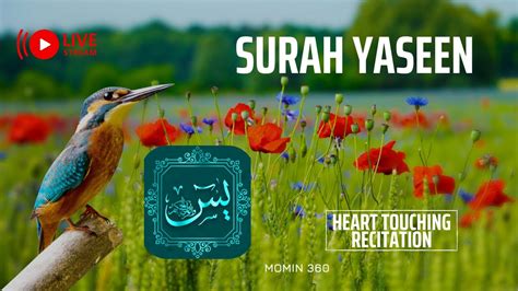 Surah Yaseen Beautifull Recitation Full HD Live Transmission Quran