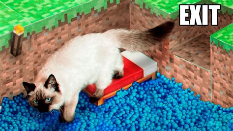 I Put My Cat In A Cardboard Minecraft Maze Youtube