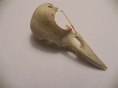 Bird Skull Free Stock Photo Public Domain Pictures