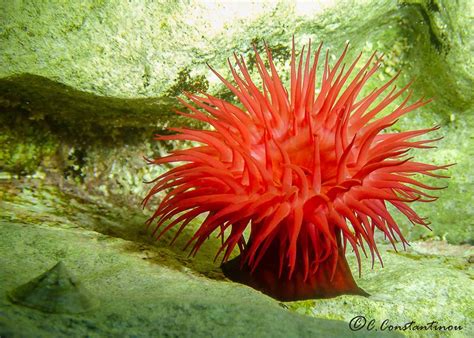 Biodiversity of Cyprus by NGO Protection of the Natural Heritage and