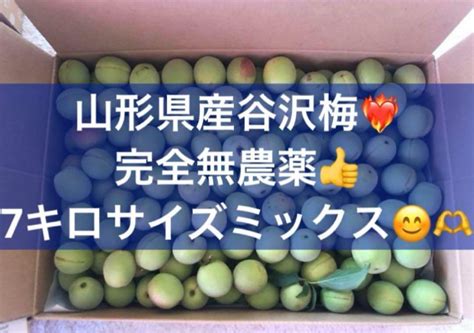 【匿名発送】完全無農薬 山形県産 幻の谷沢梅 7キロ サイズミックス 梅酒 メルカリ