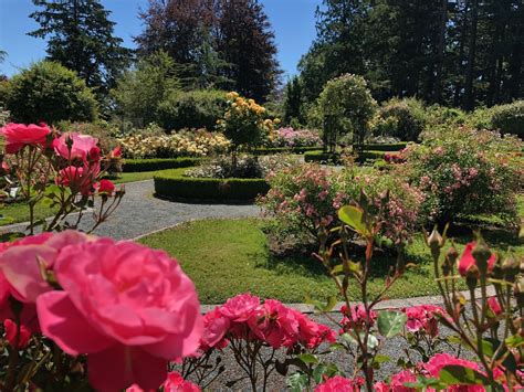 Sunken and Victorian Rose Gardens - The Friends of Government House ...