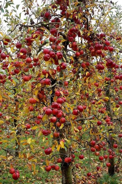 Premium Photo Shiny Apples Hanging From A Tree Branch In An Apple Orchard