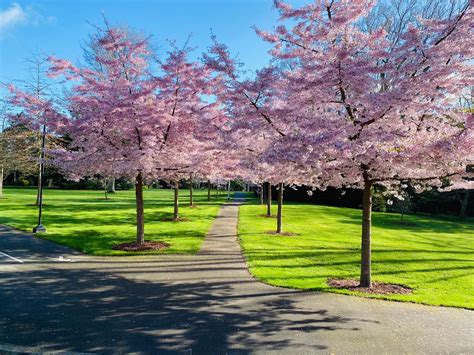 Prunus X Yedoensis Awanui Yoshino Cherry Leafland Limited Best