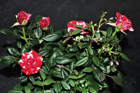 Miniature Rose Bush Indoor Care - Dengarden