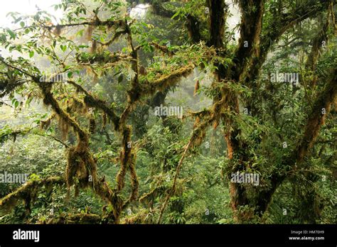 Monteverde Cloud Forest Preserve Costa Rica Stock Photo Alamy