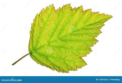 Leaf cell structure stock image. Image of abstract, candid - 114872621