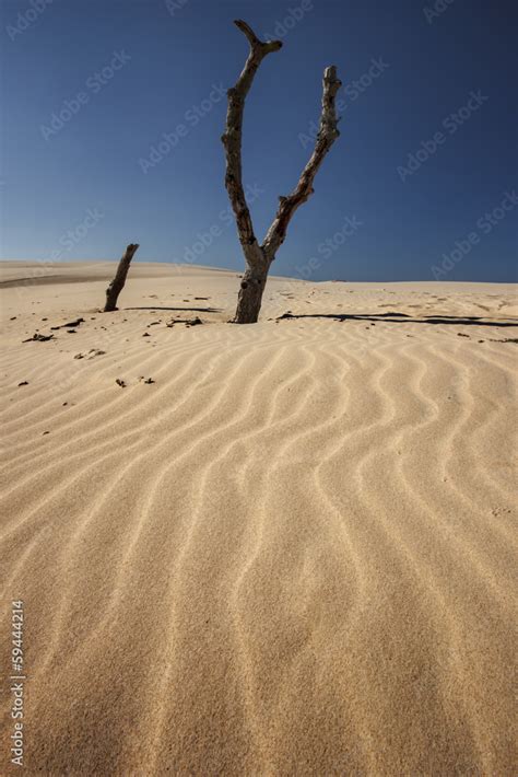 Fototapeta drzewa plaża pejzaż pustynia Dekowizja pl