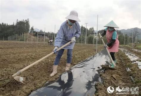 防疫、复工和脱贫攻坚一手抓，不误春耕好时节！澎湃号·政务澎湃新闻 The Paper