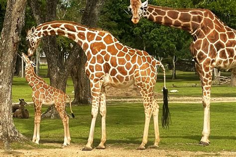 Global Wildlife Center Welcomes Baby Giraffe “Amari” - Global Wildlife