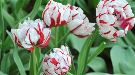 27 Red Tulip Varieties That Will Brighten Your Flowerbeds