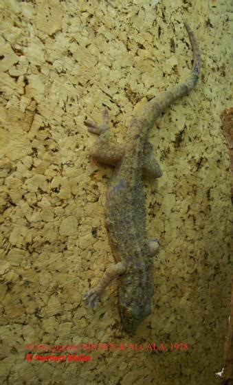 Gekko Gigante The Reptile Database