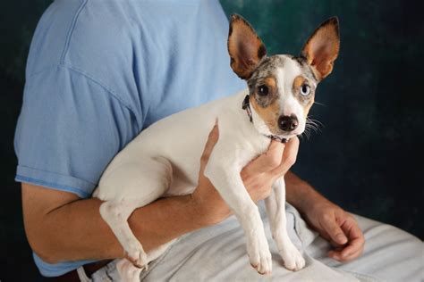 Rat Terrier Dog Breed Information And Characteristics